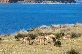 Lais Puzzle - Vikunjas auf der Insel Suasi (Titicaca-See, Peru) - 2.000 Teile
