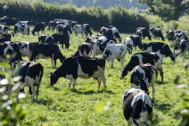 Lais Puzzle - Milchkühe auf einem Feld Carmarthenshire Wales - 2.000 Teile