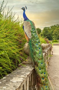 Lais Puzzle - Farbenfroher Pfau im Garten der Newstead Abbey, Nottinghamshire, England - 2.000 Teile