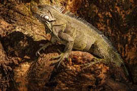 Lais Puzzle - Leguan klettert auf einen Baum in Kolumbien - 2.000 Teile
