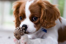 Lais Puzzle - Cavalier King Charles Spaniel - 2.000 Teile