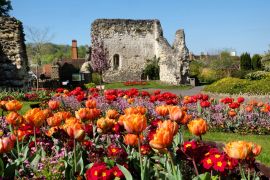 Lais Puzzle - Bunte Frühlings-Tulpen rund um Guildford Castle, Surrey, England - 2.000 Teile