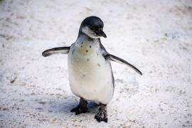 Lais Puzzle - Humboldt-Pinguin alias Spheniscus humboldti ist ein südamerikanischer Pinguin, der hauptsächlich im Nationalreservat Pinguino de Humbold lebt - 2.000 Teile