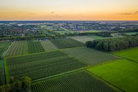 Lais Puzzle - Luftaufnahme bei Sonnenuntergang über Reihen mit alten Pflaumen- oder Birnenobstbäumen von landwirtschaftlichen Obstgärten am Abend in Beuningen, Gelderland, Niederlande. - 2.000 Teile