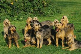 Lais Puzzle - Griffon Nivernais - 2.000 Teile