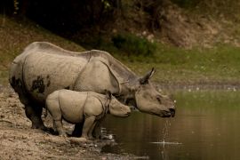 Lais Puzzle - Großes Indisches Nashorn und sein Kalb im Kaziranga National Park, Indien - 2.000 Teile