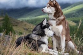 Lais Puzzle - Huskies - 2.000 Teile