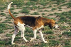 Lais Puzzle - Grand Anglo-Francis Tricolore - 2.000 Teile