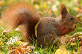 Lais Puzzle - Eichhörnchen - 2.000 Teile