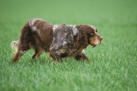 Lais Puzzle - Epagneul Picard - 2.000 Teile