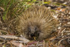 Lais Puzzle - Kangaroo Island, Südaustralien: Ameisenigel auf Nahrungssuche im australischen Busch - 2.000 Teile