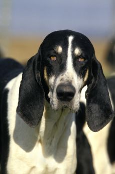 Lais Puzzle - Grand Anglo-Francis Blanc et Noir - 2.000 Teile