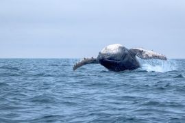 Lais Puzzle - Buckelwal in Puerto Lopez Ecuador - 2.000 Teile