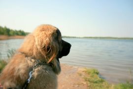 Lais Puzzle - Kaukasischer Schäferhund - 2.000 Teile