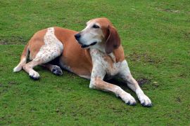 Lais Puzzle - English Coonhound - 2.000 Teile