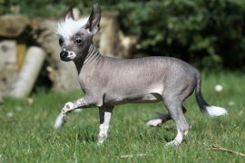 Lais Puzzle - Chinesischer Schopfhund haarlos - 2.000 Teile