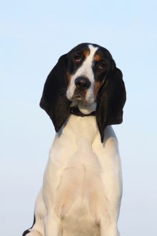 Lais Puzzle - Berner Laufhund - 2.000 Teile