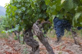 Lais Puzzle - Weinrebe mit roten Weintrauben auf Bauernhöfen in Chile - 2.000 Teile