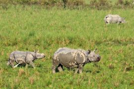 Lais Puzzle - Ein gehörntes Nashorn auf der Wiese des Pobitora Wildlife Sanctuary, Indien - 2.000 Teile