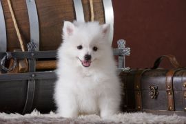 Lais Puzzle - Volpino Italiano - 2.000 Teile