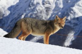 Lais Puzzle - Ansicht eines Fuchses, Cerro Catedral, Cerro Catedral, Rio Negro, Argentinien - 2.000 Teile