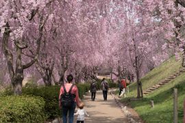 Lais Puzzle - Volle Blüte der Shidare-Sakura in Ibaraki, Japan - 2.000 Teile