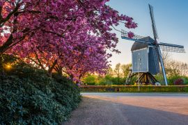 Lais Puzzle - Windmühle aus dem 17. Jahrhundert, genannt 'De Akkermolen' im holländischen Dorf Zundert, mit einem schönen blühenden Baum im Frühling - 2.000 Teile