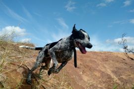 Lais Puzzle - Braque du Auvergne - 2.000 Teile