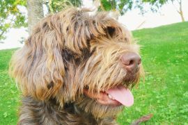 Lais Puzzle - Cao da Serra de Aires - 2.000 Teile