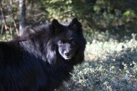 Lais Puzzle - Schwedischer Lapphund - 2.000 Teile