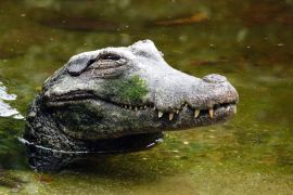 Lais Puzzle - Cocodrile im Wasser im Tierpark Pereira, Risaralda, Kolumbien - 2.000 Teile