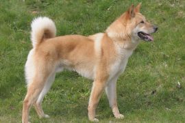 Lais Puzzle - Korea Jindo Dog - 2.000 Teile