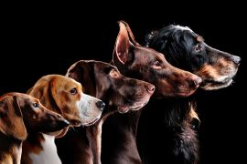 Lais Puzzle - Hunde - 2.000 Teile