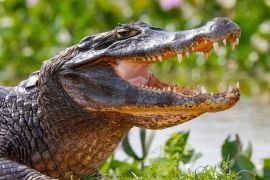 Lais Puzzle - Nahaufnahme eines Schwarzen Kaimans im Profil mit offenem Maul vor unscharfem Hintergrund am Wasserrand, Pantanal Feuchtgebiete, Mato Grosso, Brasilien - 2.000 Teile