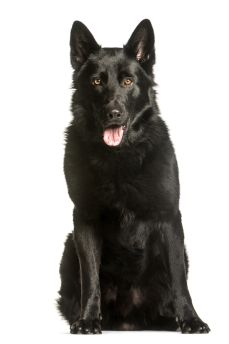 Lais Puzzle - Deutscher Schäferhund schwarz - 2.000 Teile