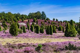 Lais Puzzle - Lüneburger Heide in Deutschland - 2.000 Teile
