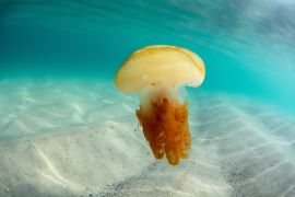 Lais Puzzle - Quallen im Wasser auf der Insel Campeche in Florianopolis, Brasilien - 2.000 Teile