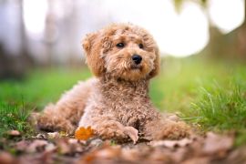 Lais Puzzle - Zwergpudel - 2.000 Teile