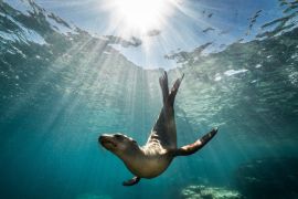 Lais Puzzle - Schöne Aufnahme eines kalifornischen Seelöwen Robbe genießt die Strahlen der Sonne in Baja California, Mexiko - 2.000 Teile