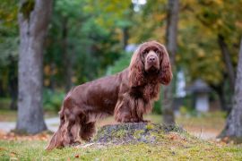 Lais Puzzle - Sussex Spaniel - 2.000 Teile
