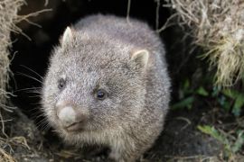 Lais Puzzle - Ein Wombat (Vombatus ursinus)-Baby (Joey), das aus seinem Bau im Grasland kommt - Cradle Mountain, Tasmanien Australien - 2.000 Teile