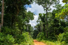 Lais Puzzle - Chico-Mendes-Reservat in Xapuri, Acre, Brasilien - 2.000 Teile