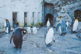 Lais Puzzle - Pinguin-Parade im Asahiyama Zoo, Japan - 2.000 Teile