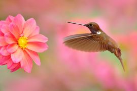 Lais Puzzle - Vogel mit rosa Blume. Kolibri Brown Inca, Coeligena wilsoni, fliegt neben schöner rosa Blüte, Kolumbien - 2.000 Teile