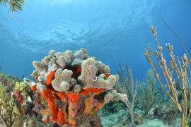 Lais Puzzle - Korallenriff in San Andres Kolumbien - 2.000 Teile