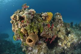 Lais Puzzle - Korallenriff in San Andres Kolumbien - 2.000 Teile