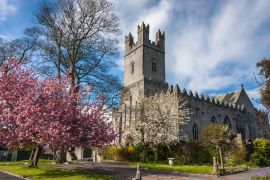 Lais Puzzle - Kirschblüte im Frühling in Limerick, Irland - 2.000 Teile