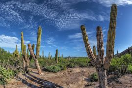 Lais Puzzle - Baja California Sur Riesenkaktus in der Wüste, Mexiko - 2.000 Teile