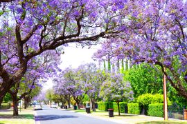 Lais Puzzle - Schöne lila Blume Jacaranda Baum gesäumten Straße in voller Blüte. Aufgenommen in Allinga Street, Glenside, Adelaide, South Australia - 2.000 Teile