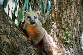 Lais Puzzle - Nahaufnahme eines niedlichen Nasenbären auf einem Baum, der Kamera zugewandt, Iguazu Falls, Misiones, Argentinien - 2.000 Teile